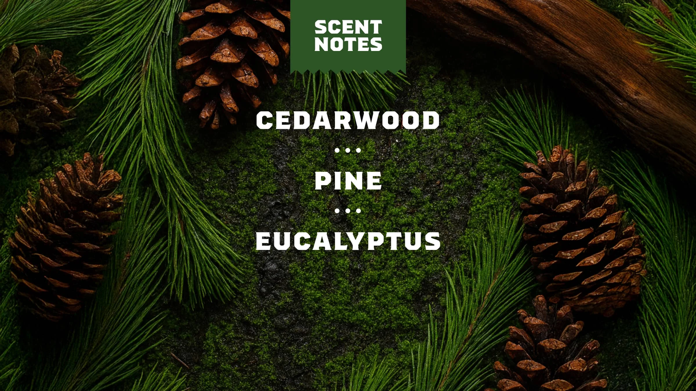 14 oz Pine Tar Body Wash - Image 4