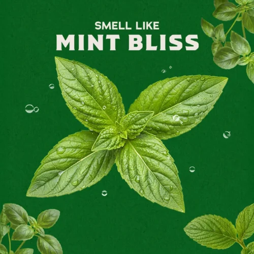 Alternative view of Spearmint Basil
