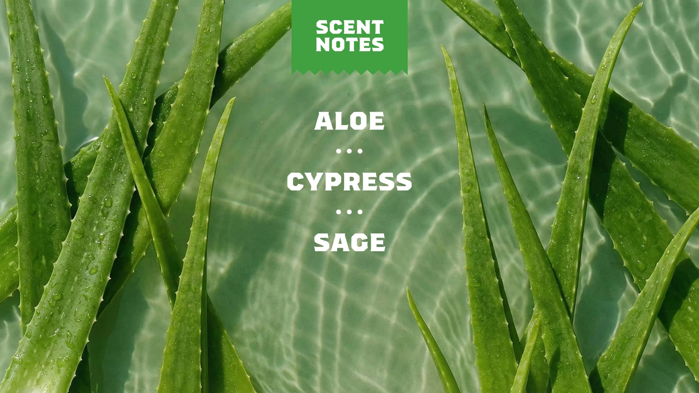 14 oz Cool Fresh Aloe Body Wash - Image 4